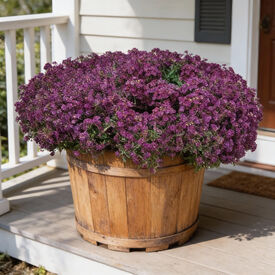 Wonderland Deep Purple, Alyssum